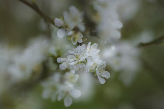 李花