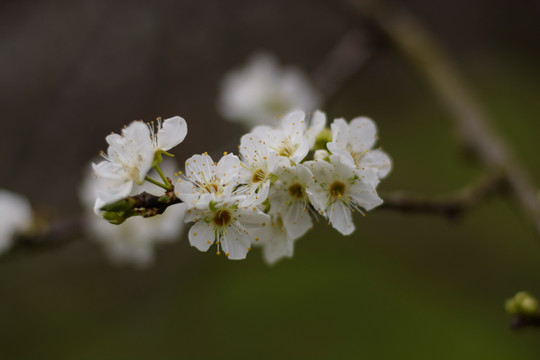 李花