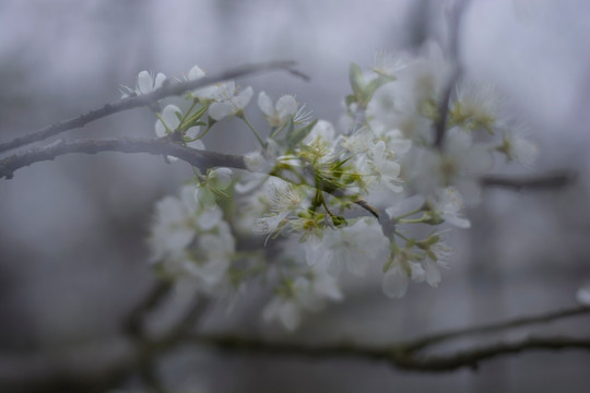 李花