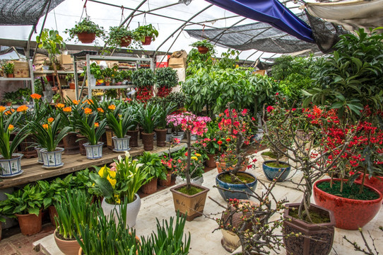 鲜花店花卉市场