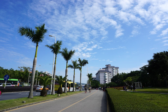 厦门风光 蓝天 椰子树