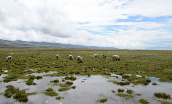 青海湖藏羚羊