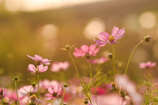 格桑花 秋英