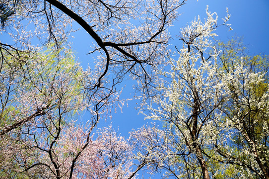 满树春花开