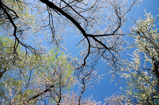 似锦繁花