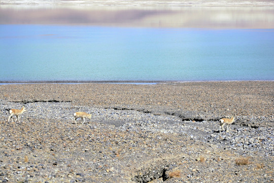 湖畔的藏原羚