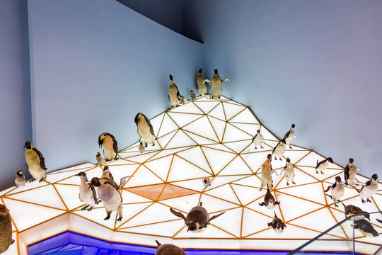 企鹅 上海自然博物馆