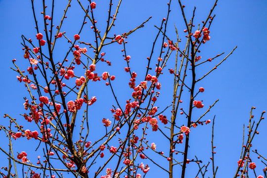 红梅花 梅树 开放 枝条 特写