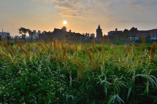 夕阳下欧洲城堡边的芦苇草