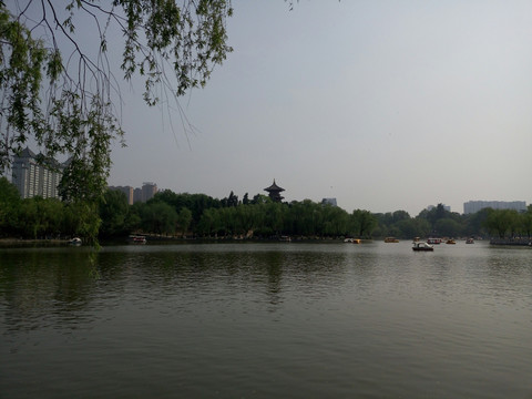 兴庆公园 龙池 柳树