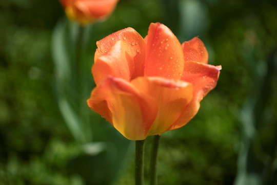 郁金香花