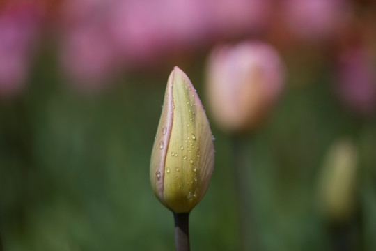 郁金香花