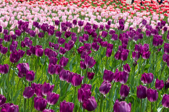 郁金香花