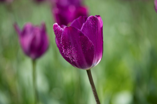 郁金香花