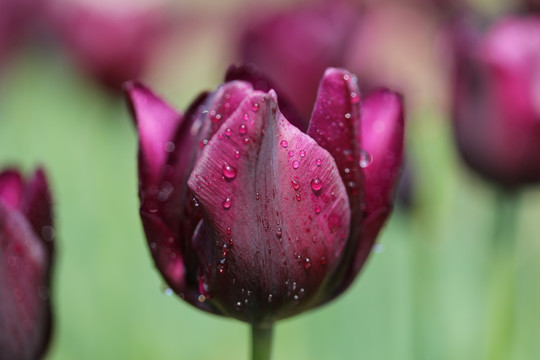 郁金香花