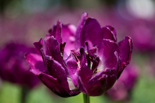郁金香花