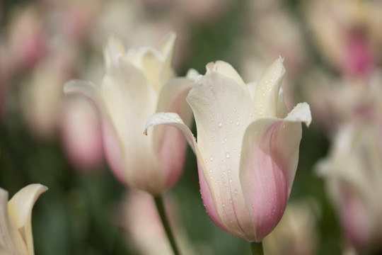 郁金香花