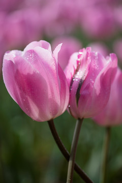 郁金香花