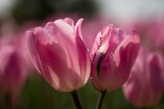 郁金香花