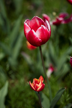 郁金香花