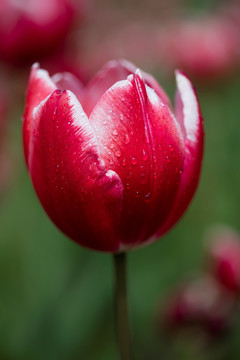 郁金香花