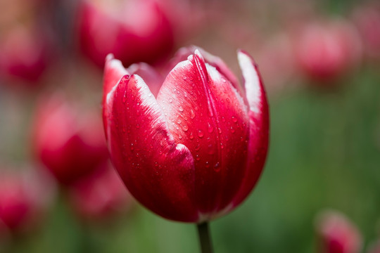 郁金香花