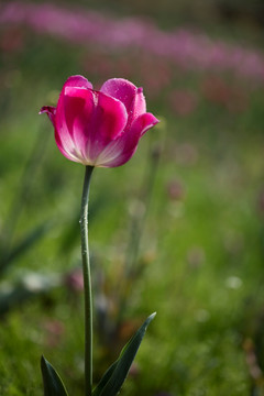 郁金香花