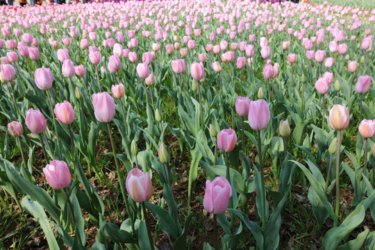 郁金香花