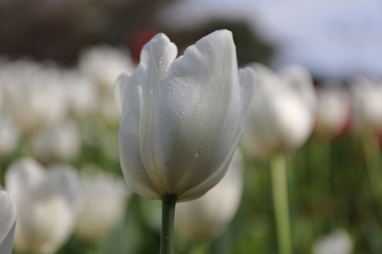 郁金香花