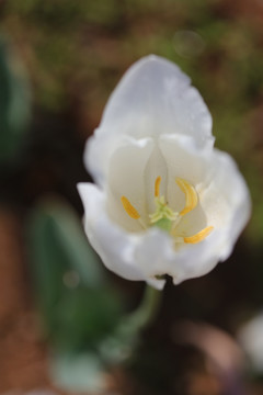 郁金香花