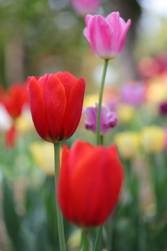 郁金香花