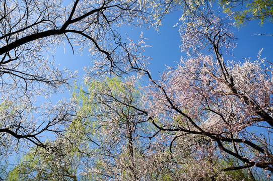 一色春光一色花