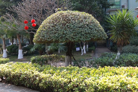 蘑菇形榕树