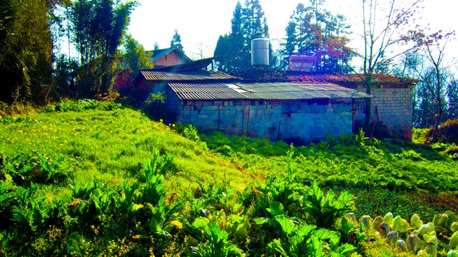 菜地 农家小屋