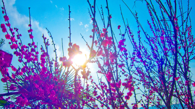 梅花
