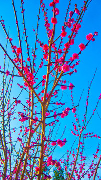 梅花