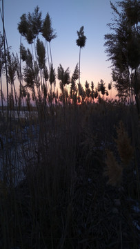 芦苇丛中的夕阳，夕阳美景