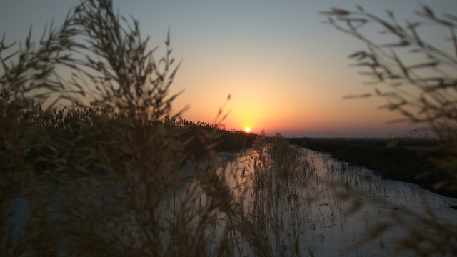 芦苇丛中的夕阳，夕阳美景