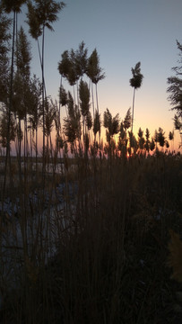 芦苇丛中的夕阳，夕阳美景