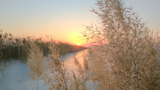 芦苇丛中的夕阳，夕阳美景