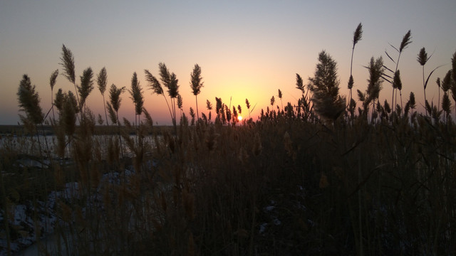 芦苇丛中的夕阳，夕阳美景