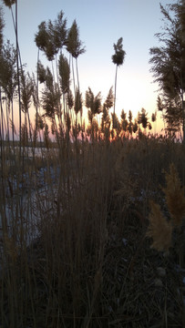 芦苇丛中的夕阳，夕阳美景