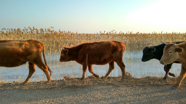 牛群，夕阳下的牛群