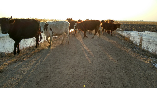 夕阳下的牛群，牛群