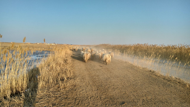 羊群，田野上的羊群