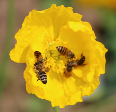 一群蜜蜂在花蕊采蜜