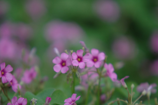 醡浆草