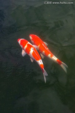 锦鲤 红鲤鱼