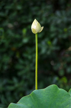 荷花花苞