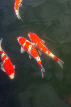 锦鲤 红鲤鱼